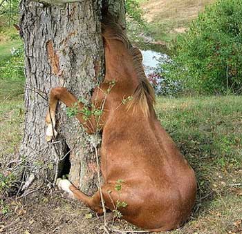 Name:  horse-stuck-in-a-tree.jpg
Views: 228
Size:  32.4 KB